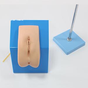 Senior dressing female catheterization model